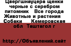 Цвергшнауцера щенки черные с серебром питомник - Все города Животные и растения » Собаки   . Кемеровская обл.,Таштагол г.